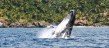 Humpback Whales in Samana Bay - Right in front of Samana Bay Vista