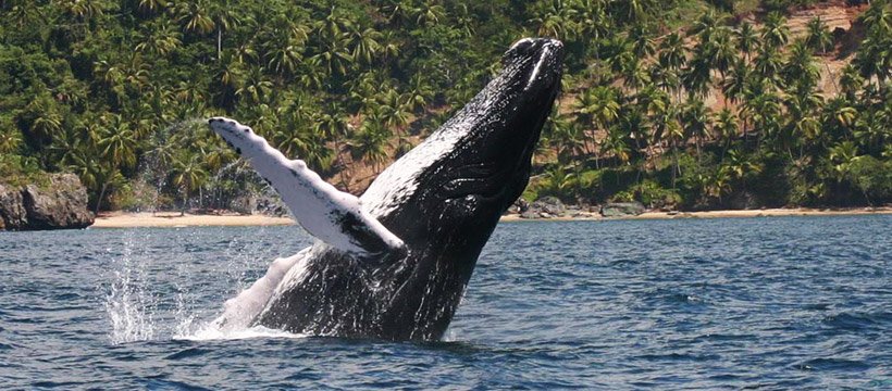 Humpback Whales in Samana Bay - Right in front of Samana Bay Vista.